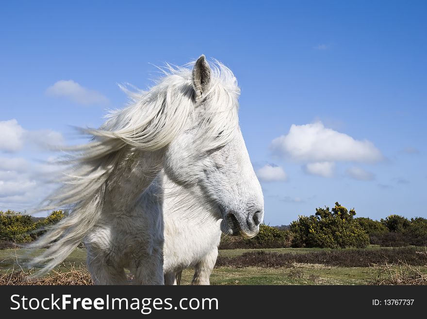 A colour landscape photo of a beautiful white horse with a long flowing mane blowing in the wind.