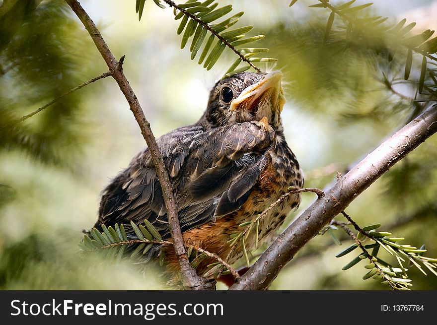 Baby Bird sits on a branch. Baby Bird sits on a branch