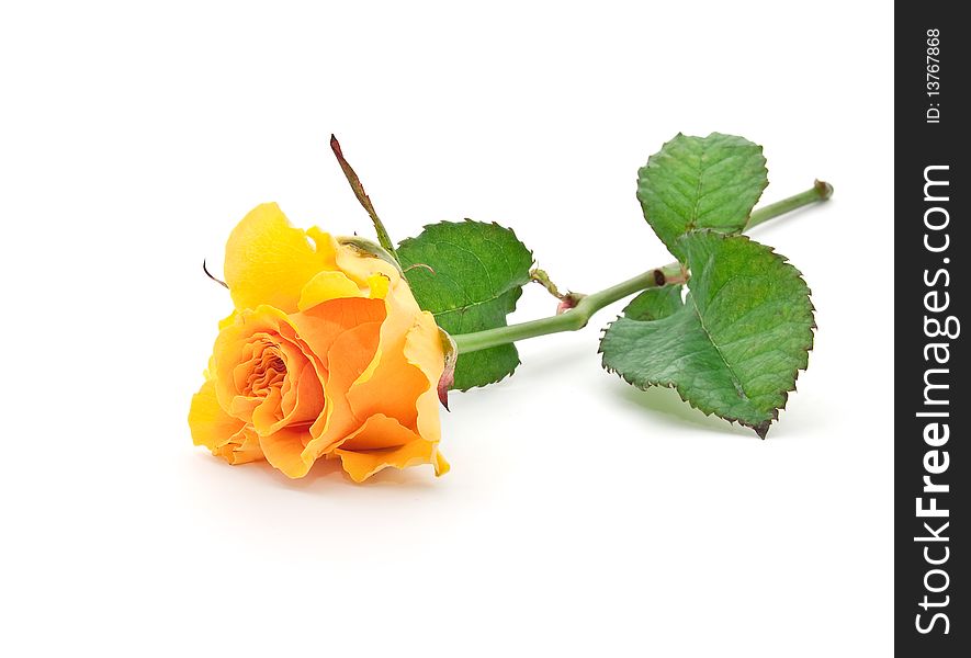 Beautiful orange rose with leaves on a white background