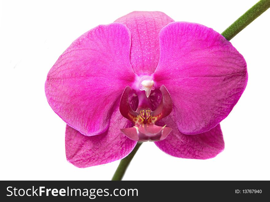 Close-up Pink Orchid