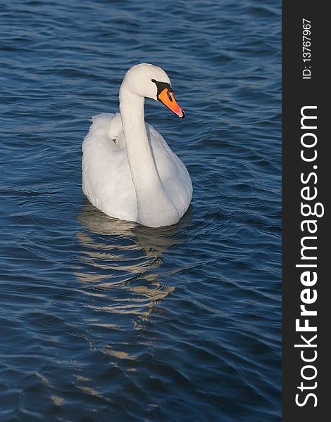 White beautiful swan on blue water