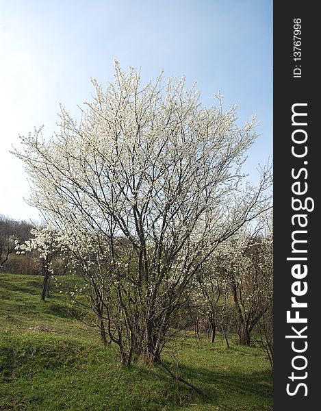 Beautiful plum tree flowering in springtime. Beautiful plum tree flowering in springtime