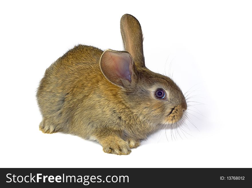 Portrait of a small eared rabbit. Portrait of a small eared rabbit