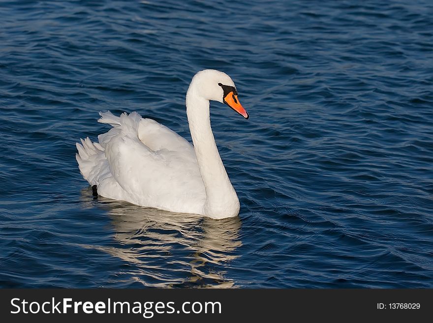 White beautiful swan on blue water