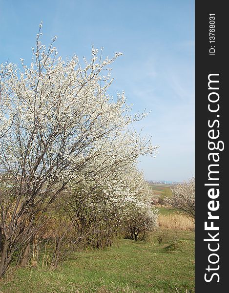 Beautiful cherry trees flowering in springtime