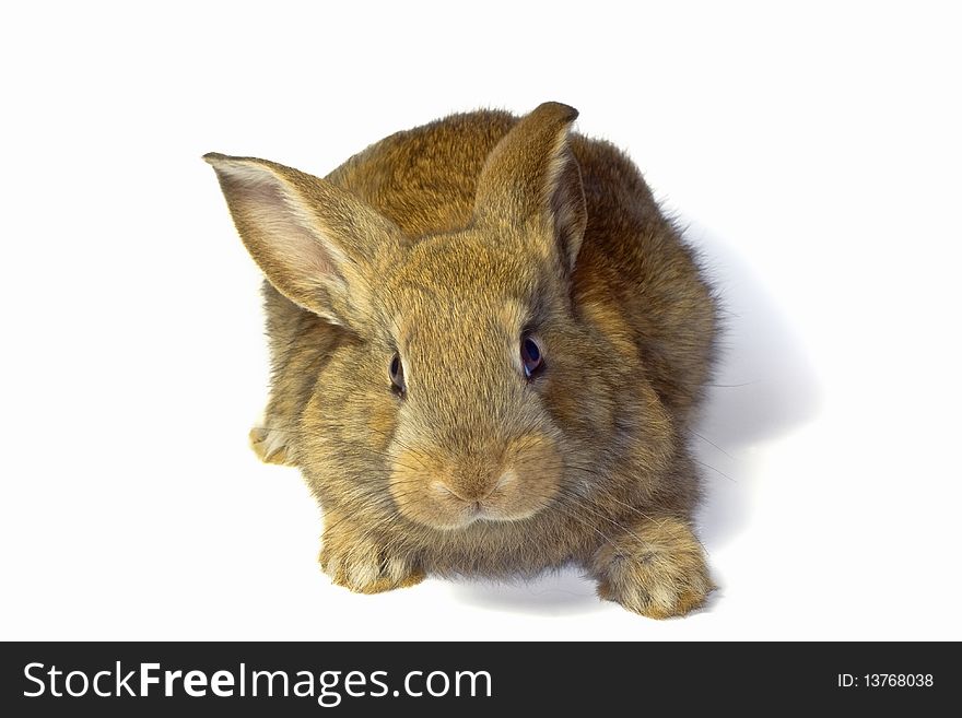 Portrait of a small eared rabbit. Portrait of a small eared rabbit