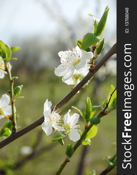 Beautiful white plum flowers in springtime. Beautiful white plum flowers in springtime