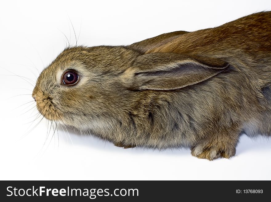 Portrait of a small eared rabbit. Portrait of a small eared rabbit