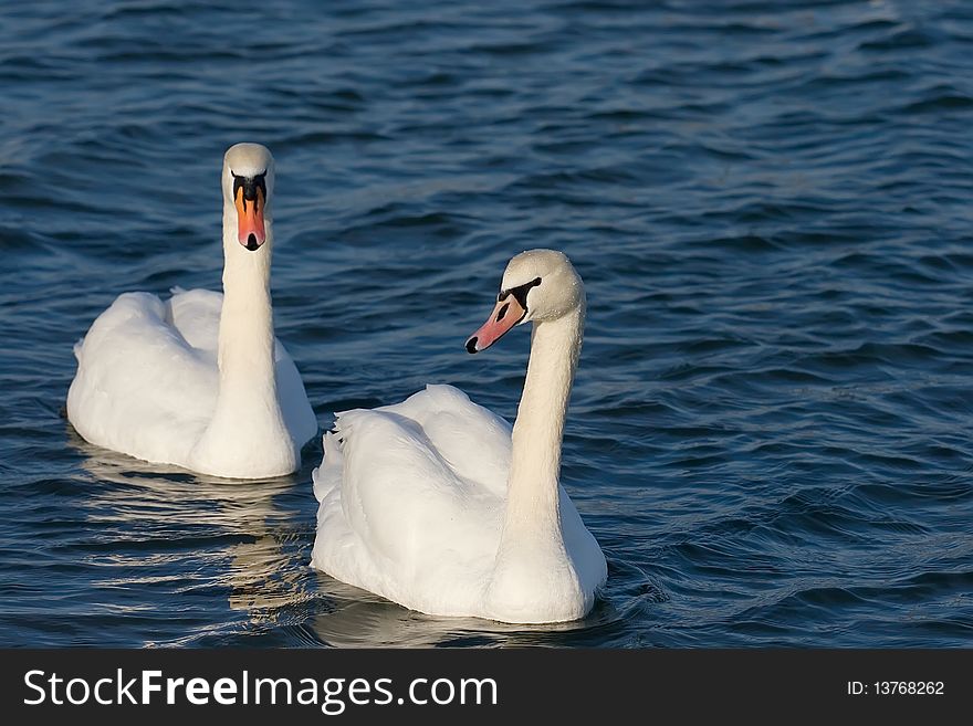 Two lovers swan on blue water