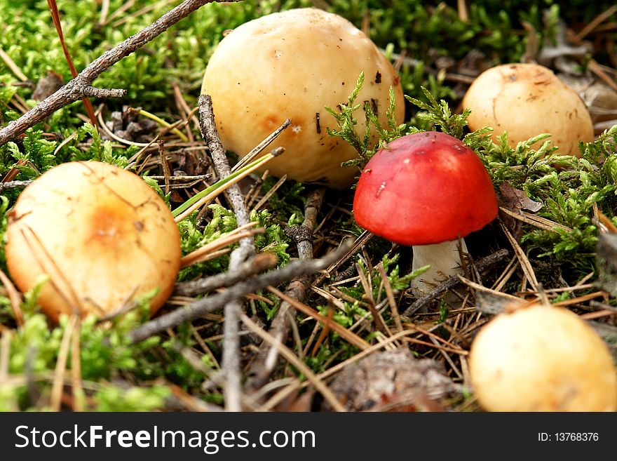 Growing mushrooms in the forest. Lithuania