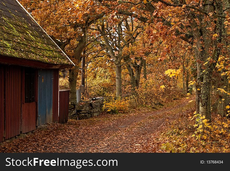 A road leads through a arch of trees and leafs. A road leads through a arch of trees and leafs.