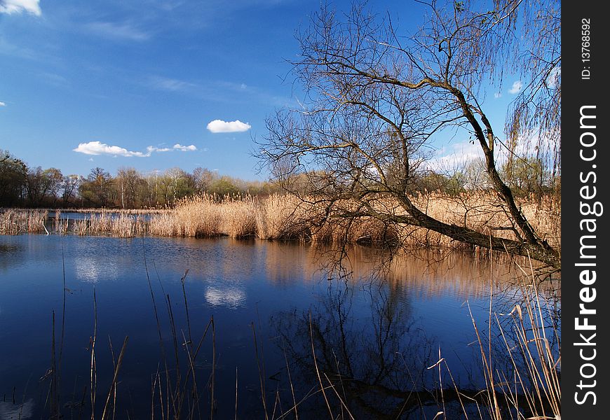 Dark blue lake surrounded trees and reed with blue sky and white clouds