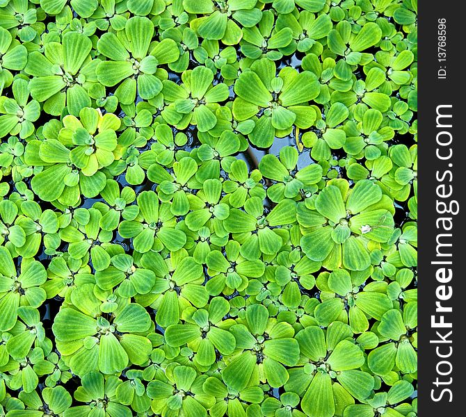 Green Duckweed In Water
