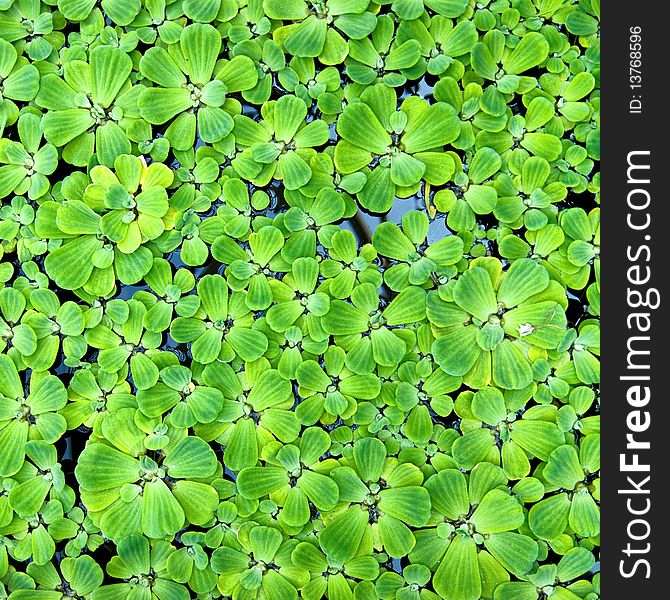 Green duckweed in water