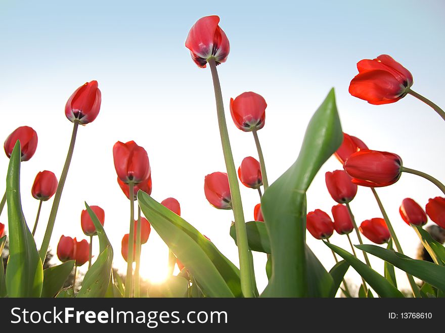Red tulips against blue sky