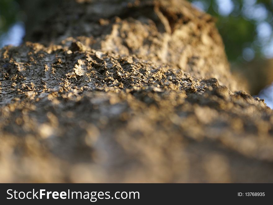 This is a photo of the bark of a tree with the sky and the leaves blurred in the background. This is a photo of the bark of a tree with the sky and the leaves blurred in the background.