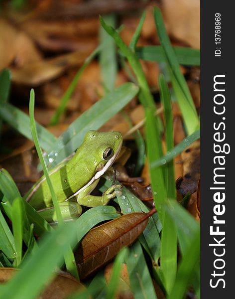 This is a tree frog sitting on some wet grass and leaves.