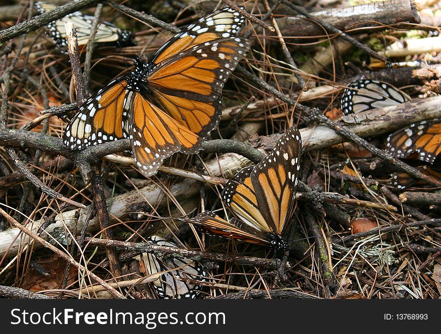 Taken during the annual Monarch butterfly migration at Sierra Cincua butterfly reserve, Michoacan State, Mexico. Taken during the annual Monarch butterfly migration at Sierra Cincua butterfly reserve, Michoacan State, Mexico.