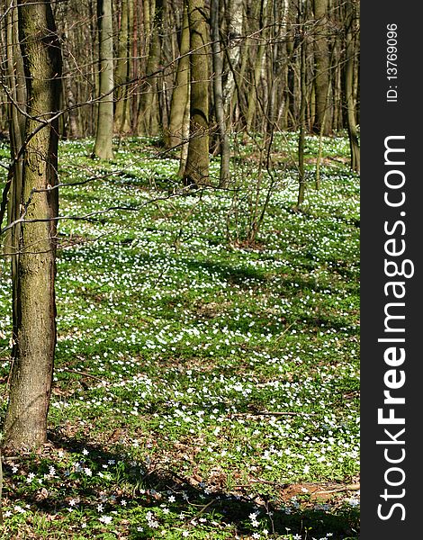 Wood Anemones - flowers in forest