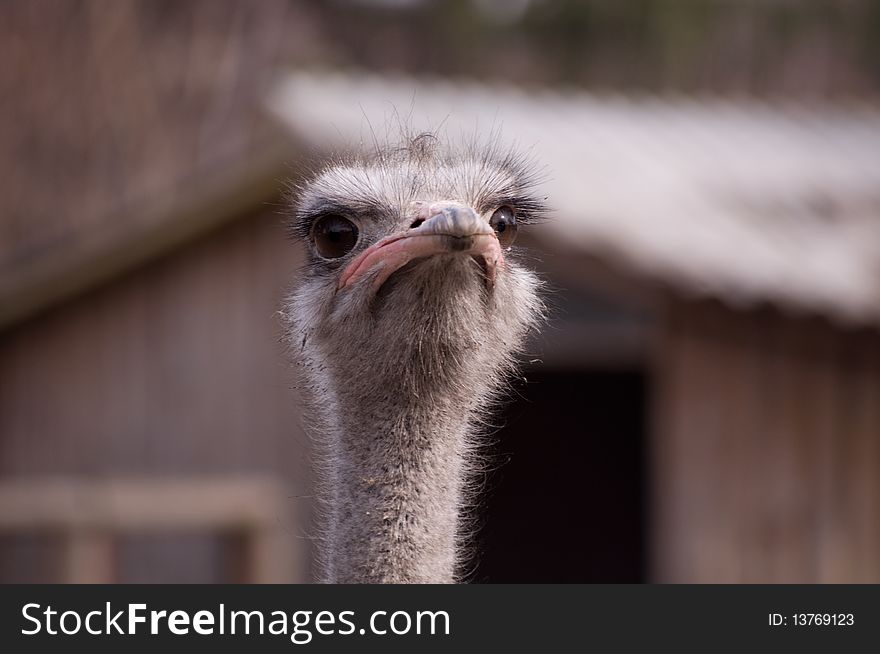 Ostrich with a thoughtful kind