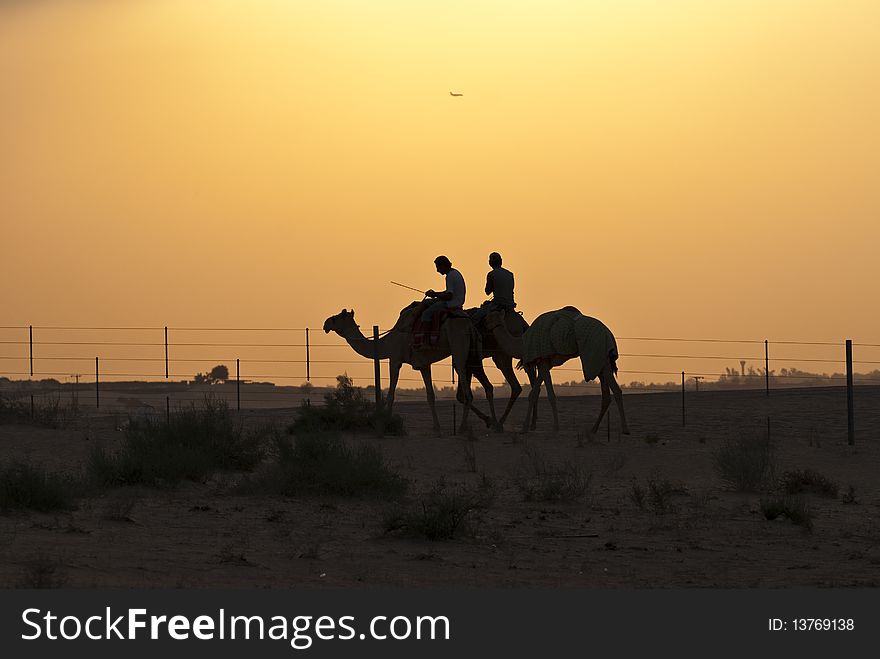 Camels and their jockey sillouetted at a desert border. Camels and their jockey sillouetted at a desert border