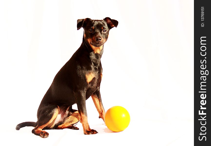 Pincher dog with a yellow ball,. Pincher dog with a yellow ball,