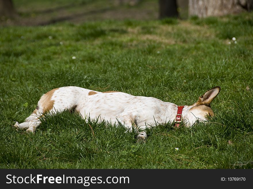 Slipping dog in a public park