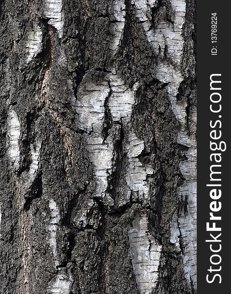 Texture of bark of tree