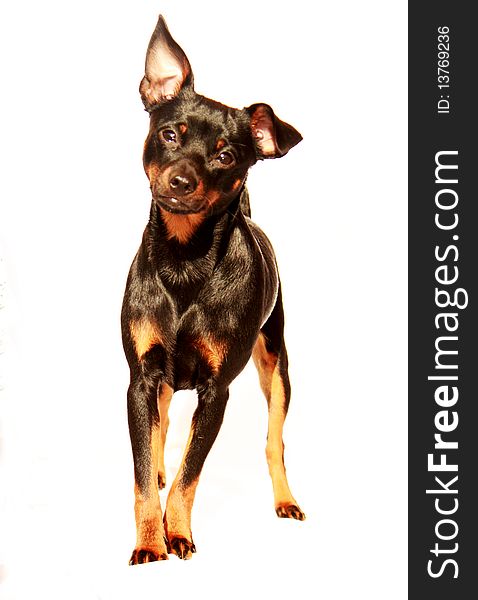 Black Pincher Dog With White Background
