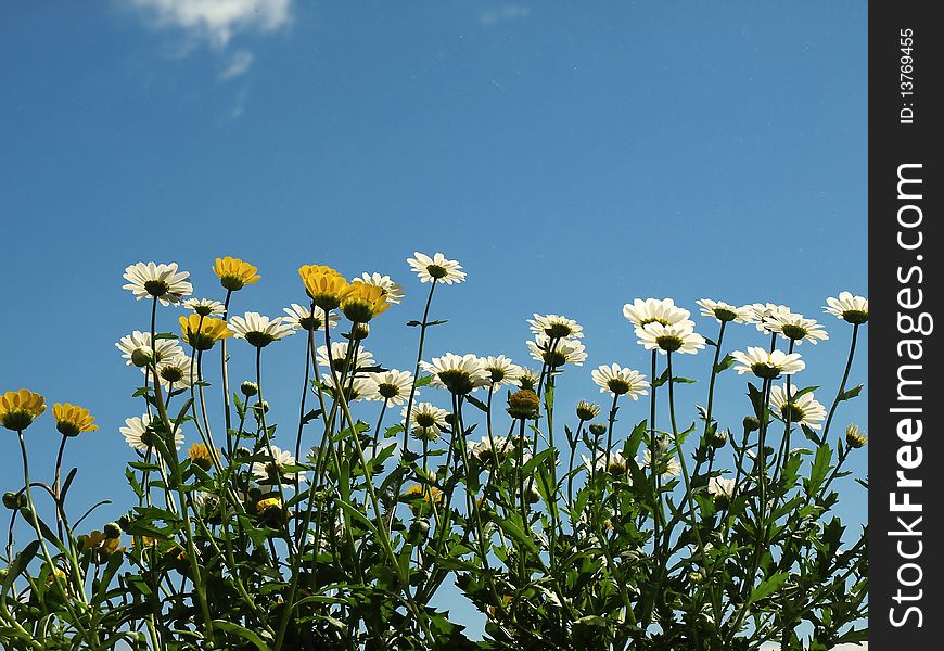 White and yellow flowers on blue sky. White and yellow flowers on blue sky