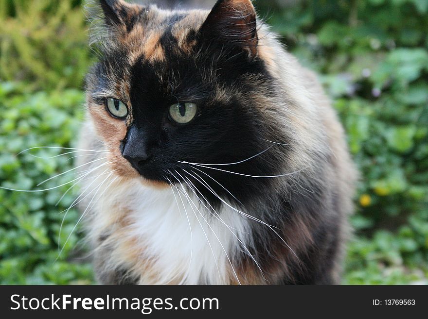 Photo of tortoiseshell long haired cat in garden. Photo of tortoiseshell long haired cat in garden