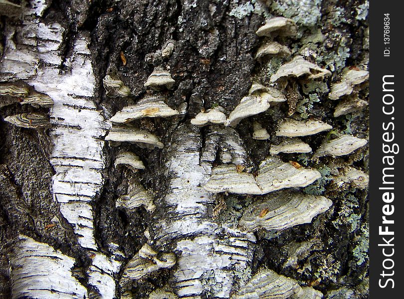Mushrooms On A Birch