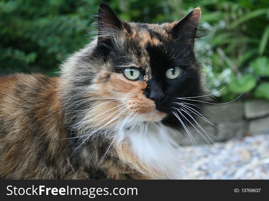 Long Haired Tortoise Shell Cat - Free Stock Images & Photos - 13769637 |  