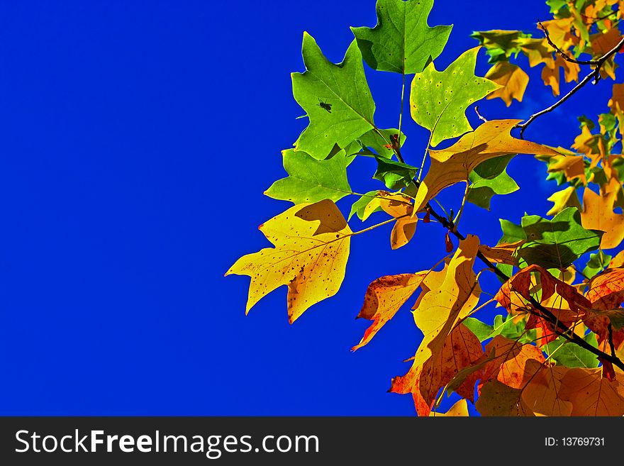 Colourful leaves with clear blue sky for copy space. Colourful leaves with clear blue sky for copy space