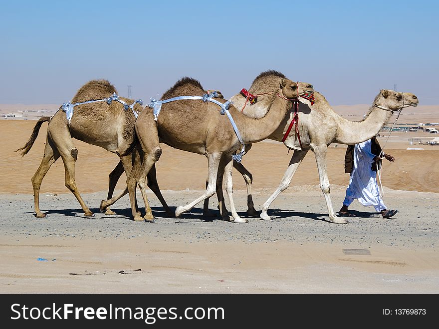Caravan Of Camels