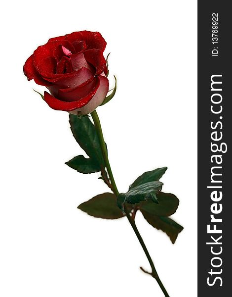 Red rose isolated white background