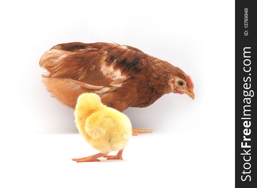 Hen and chick in front of a white background. Hen and chick in front of a white background.