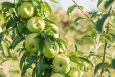 Free Apples Hanging From A Tree Branch In An Apple Orchard Royalty Free Stock Photography - 137610687