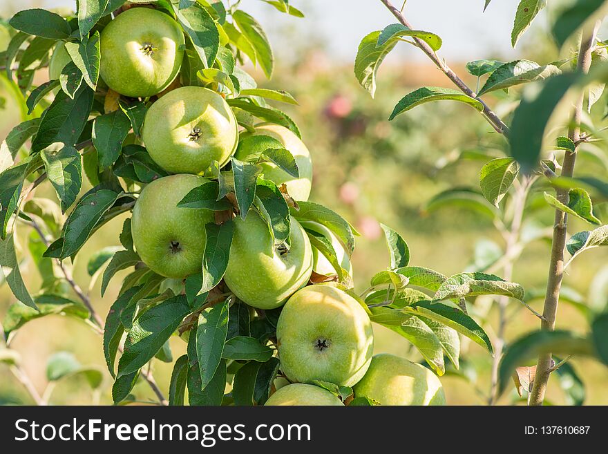 Apples hanging from a tree branch in an apple orchard