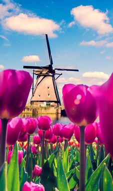 Beautiful Magical Spring Landscape With A Tulip Field And Windmills In The Background Of A Cloudy Sky In Holland. Charming Places Stock Images