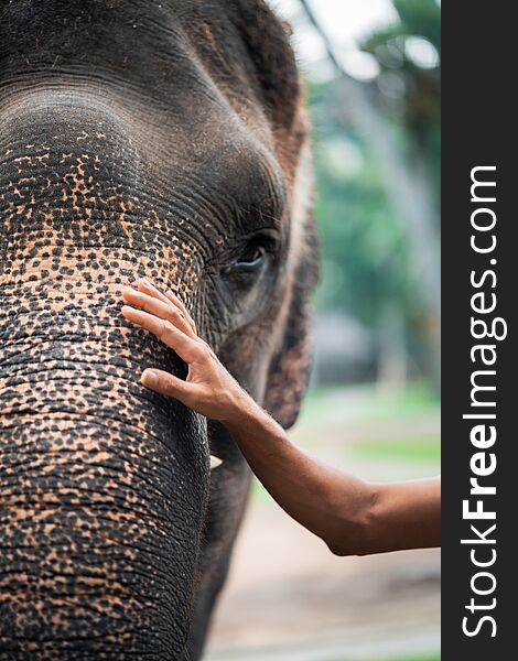 A man`s hand on the face of an elephant.Tolerant attitude towards animals concept. Close up