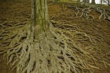 Large Tree Roots I Royalty Free Stock Image Large Tree Roots I Royalty Free Stock Image