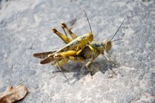 Grasshopper Stock Photos
