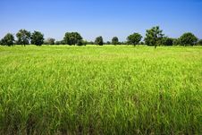 Rice Fields Stock Image Rice Fields Stock Image