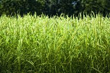Rice Fields Royalty Free Stock Image Rice Fields Royalty Free Stock Image