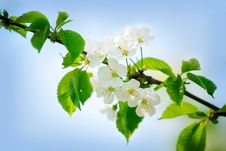 Spring Cherry Blossoms Royalty Free Stock Image Spring Cherry Blossoms Royalty Free Stock Image