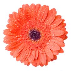 Macro Of Red Daisy-gerbera Head With Water Drops Royalty Free Stock Image