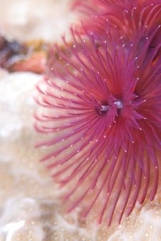 Purple Christmas Tree Worm Stock Photography Purple Christmas Tree Worm Stock Photography