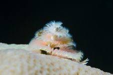Christmas Tree Worm Royalty Free Stock Photos Christmas Tree Worm Royalty Free Stock Photos