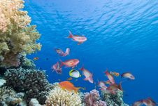 Lyretail Anthias And Coral Reef Royalty Free Stock Photo